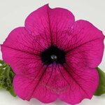 Укорененные черенки Сурфиния, Петуния Ампельная Petunia Surfinia® Purple Shihi Brilliant