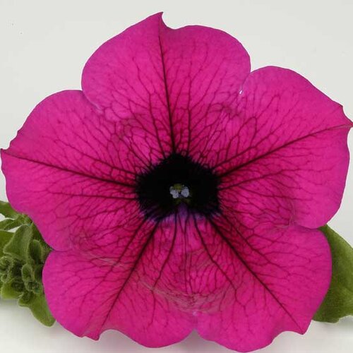 Укорененные черенки Сурфиния, Петуния Ампельная Petunia Surfinia® Purple Shihi Brilliant