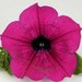 Укорененные черенки Сурфиния, Петуния Ампельная Petunia Surfinia® Purple Shihi Brilliant
