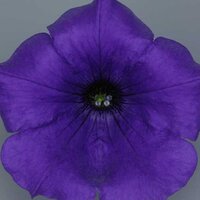 Укорененные черенки Сурфиния, Петуния Ампельная Petunia Surfinia® Violet 06 Sunsurfviomi