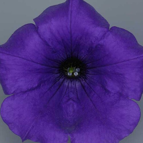 Укорененные черенки Сурфиния, Петуния Ампельная Petunia Surfinia® Violet 06 Sunsurfviomi