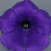 Укорененные черенки Сурфиния, Петуния Ампельная Petunia Surfinia® Violet 06 Sunsurfviomi