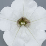 Укорененные черенки Сурфиния, Петуния Ампельная Petunia Surfinia® White Kesupite