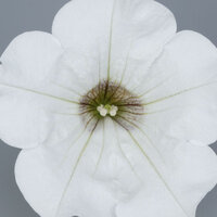 Укорененные черенки Сурфиния, Петуния Ампельная Petunia Surfinia® White Kesupite