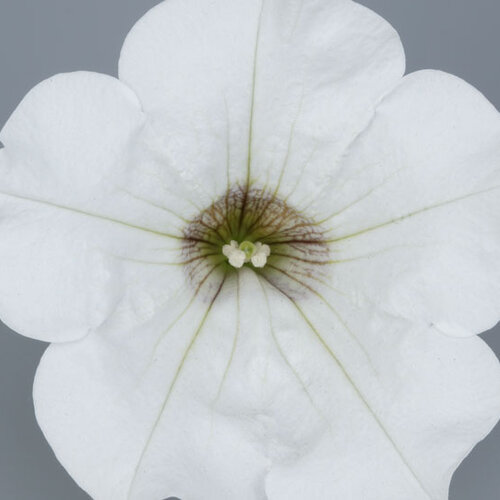 Укорененные черенки Сурфиния, Петуния Ампельная Petunia Surfinia® White Kesupite