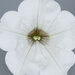Укорененные черенки Сурфиния, Петуния Ампельная Petunia Surfinia® White Kesupite