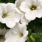 Сурфиния White