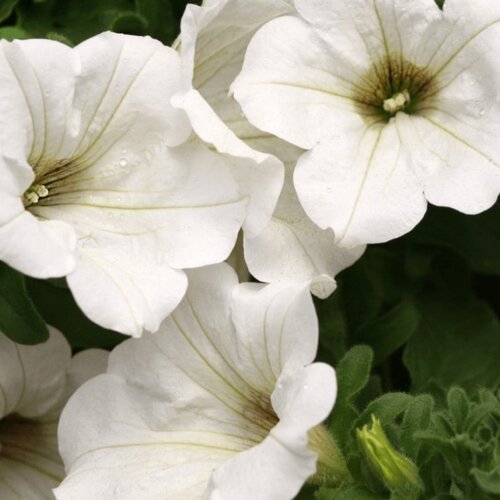 Сурфиния White