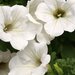 Сурфиния White