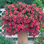 Сурфиния Hot Red