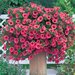 Сурфиния Hot Red