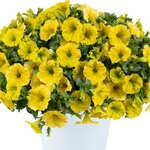 Capella Hello Yellow