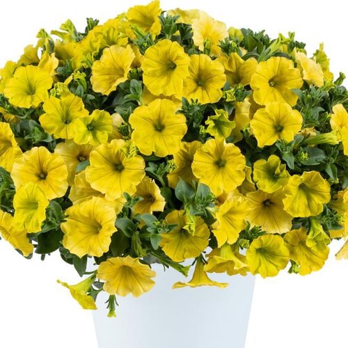 Capella Hello Yellow