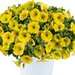 Capella Hello Yellow