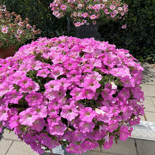 Сурфиния Trailing Big Pink