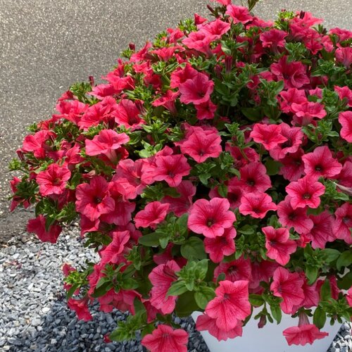 Сурфиния Trailing Hot Pink Cherry