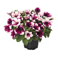 Укорененные черенки Sweetunia Purple Touch (Свитуния Пёрпл Тач)