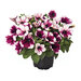 Укорененные черенки Sweetunia Purple Touch (Свитуния Пёрпл Тач)