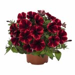 Укорененные черенки Sweetunia Fiona Flush (Свитуния Фиона Флеш)