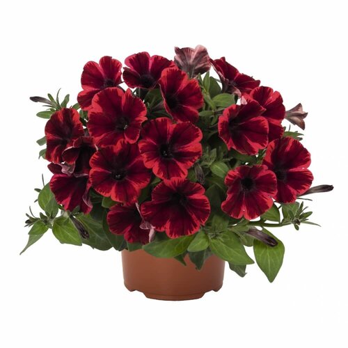 Укорененные черенки Sweetunia Fiona Flush (Свитуния Фиона Флеш)