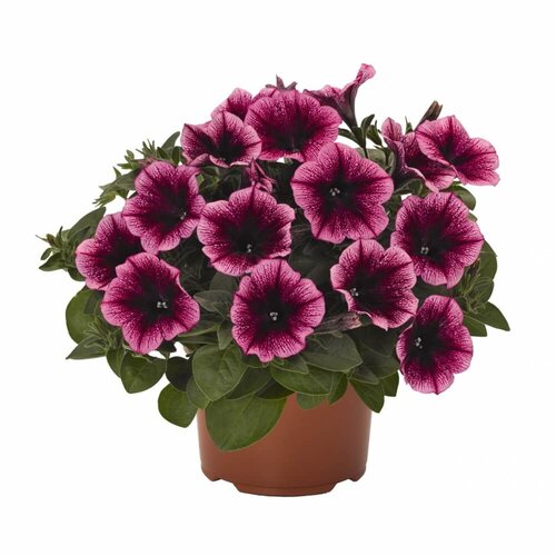 Sweetunia Burgundy Gem (Светуния Бургунди Джем)