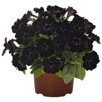 Sweetunia Black Satin (Светуния Блэк Сатин)