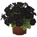 Sweetunia Black Satin (Светуния Блэк Сатин)