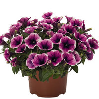 Sweetunia Purple Gem (Светуния Пёрпл Джем)