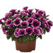 Укорененные черенки Sweetunia Purple Gem (Свитуния Пёрпл Джем)