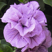 Укорененные черенки Сурфиния, Петуния Ампельная Petunia SweetSunshine Violet Vein