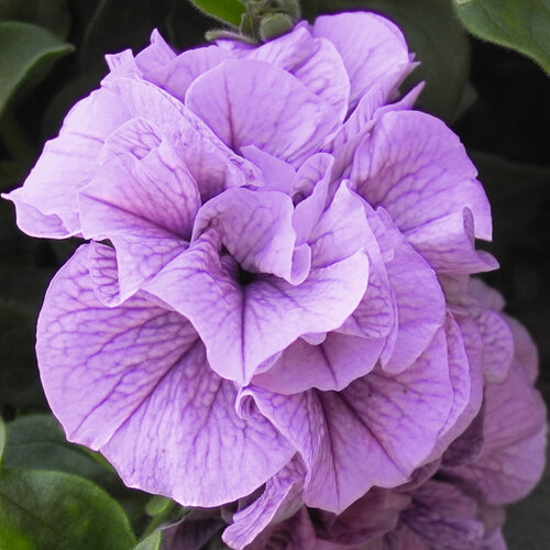 Укорененные черенки Сурфиния, Петуния Ампельная Petunia SweetSunshine Violet Vein