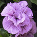 Укорененные черенки Сурфиния, Петуния Ампельная Petunia SweetSunshine Violet Vein