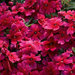 Укорененные черенки Вербены Verbena Lascar® Burgundy KLEVP08383