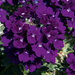 Укорененные черенки Вербены Verbena Lascar® Dark Blue