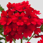 Укорененные черенки Вербены Verbena Lascar® Dark Red