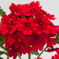 Укорененные черенки Вербены Verbena Lascar® Dark Red