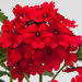 Укорененные черенки Вербены Verbena Lascar® Dark Red