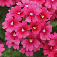 Укорененные черенки Вербены Verbena Lascar® Magenta 