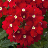 Укорененные черенки Вербены Verbena Lascar® Red with eye
