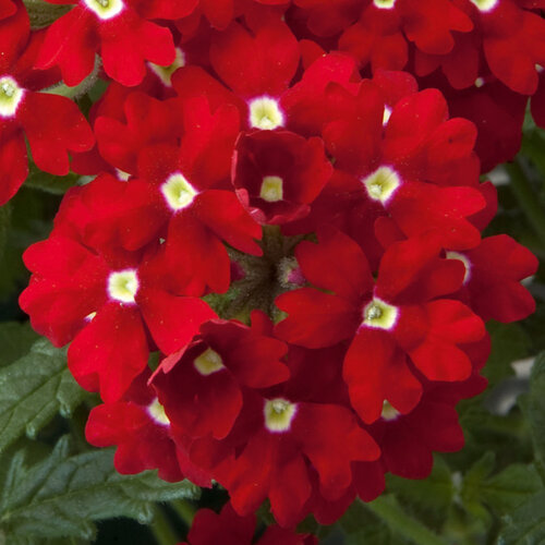 Укорененные черенки Вербены Verbena Lascar® Red with eye