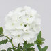 Укорененные черенки Вербены Verbena Lascar® White?15