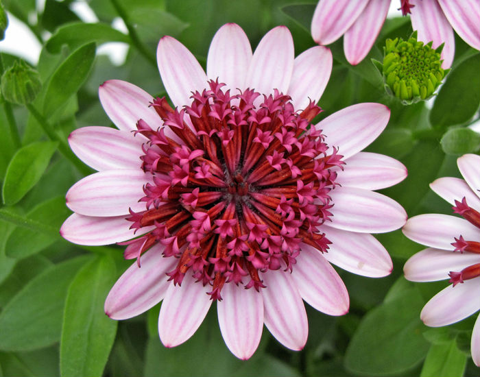 Укорененные черенки Остеоспермум Osteospermum ecklonis компании Selecta