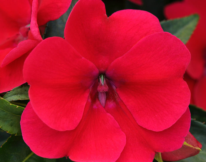 Укорененные черенки Бальзамина, Impatiens компании Selecta