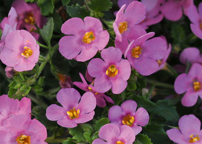 Укорененные черенки Бакопы, Sutera Grandiflora Sel&reg; компании Selecta