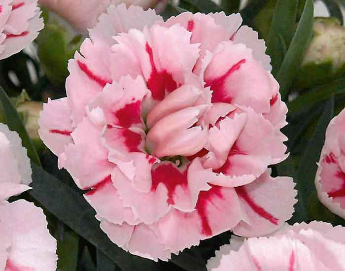 Укорененные черенки Гвоздики, Dianthus компании Selecta